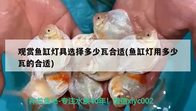 觀賞魚缸燈具選擇多少瓦合適(魚缸燈用多少瓦的合適)