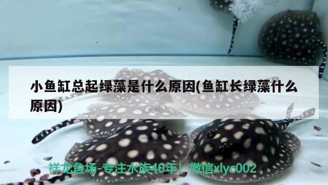 小魚(yú)缸總起綠藻是什么原因(魚(yú)缸長(zhǎng)綠藻什么原因) 黑桃A魚(yú)