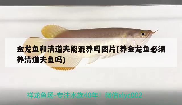 金龍魚和清道夫能混養(yǎng)嗎圖片(養(yǎng)金龍魚必須養(yǎng)清道夫魚嗎)