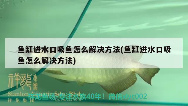 魚缸進(jìn)水口吸魚怎么解決方法(魚缸進(jìn)水口吸魚怎么解決方法)