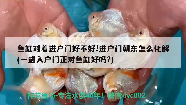 魚缸對著進(jìn)戶門好不好!進(jìn)戶門朝東怎么化解(一進(jìn)入戶門正對魚缸好嗎?) 龍魚批發(fā)