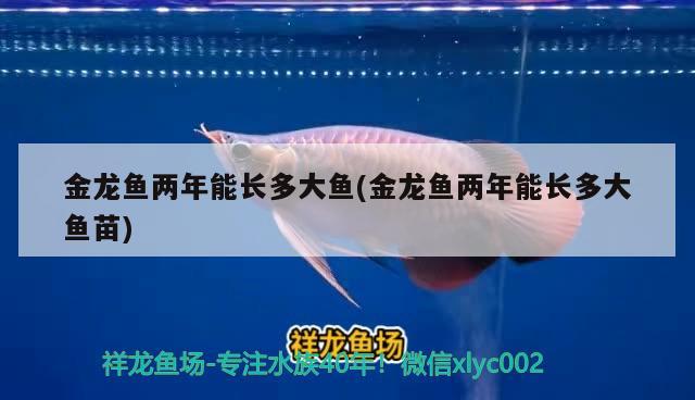 金龍魚兩年能長多大魚(金龍魚兩年能長多大魚苗)