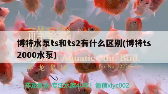 博特水泵ts和ts2有什么區(qū)別(博特ts2000水泵) 博特水族