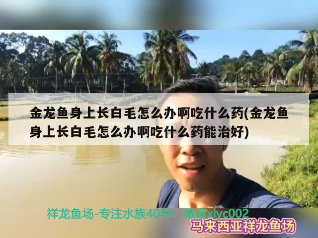 金龍魚身上長白毛怎么辦啊吃什么藥(金龍魚身上長白毛怎么辦啊吃什么藥能治好)