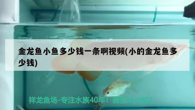 金龍魚小魚多少錢一條啊視頻(小的金龍魚多少錢) 潛水艇魚 第2張