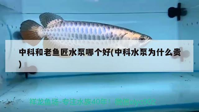 中科和老魚匠水泵哪個好(中科水泵為什么貴) 老魚匠