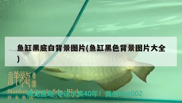 魚(yú)缸黑底白背景圖片(魚(yú)缸黑色背景圖片大全) 高背金龍魚(yú)