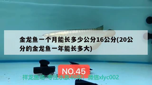 金龍魚一個月能長多少公分16公分(20公分的金龍魚一年能長多大)