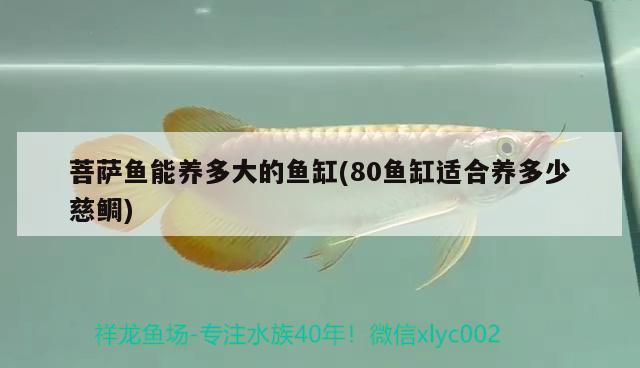 菩薩魚(yú)能養(yǎng)多大的魚(yú)缸(80魚(yú)缸適合養(yǎng)多少慈鯛)