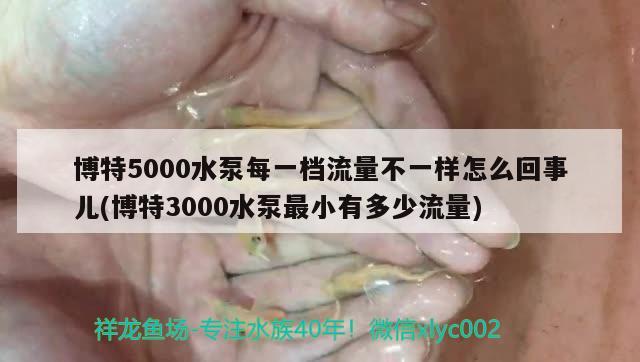 博特5000水泵每一檔流量不一樣怎么回事兒(博特3000水泵最小有多少流量) 博特水族