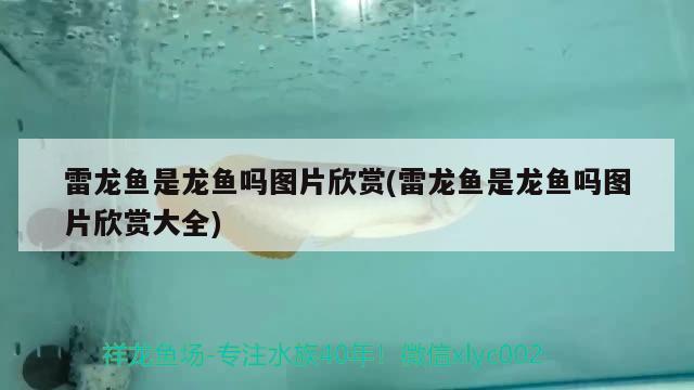 雷龍魚是龍魚嗎圖片欣賞(雷龍魚是龍魚嗎圖片欣賞大全) 印尼三紋虎