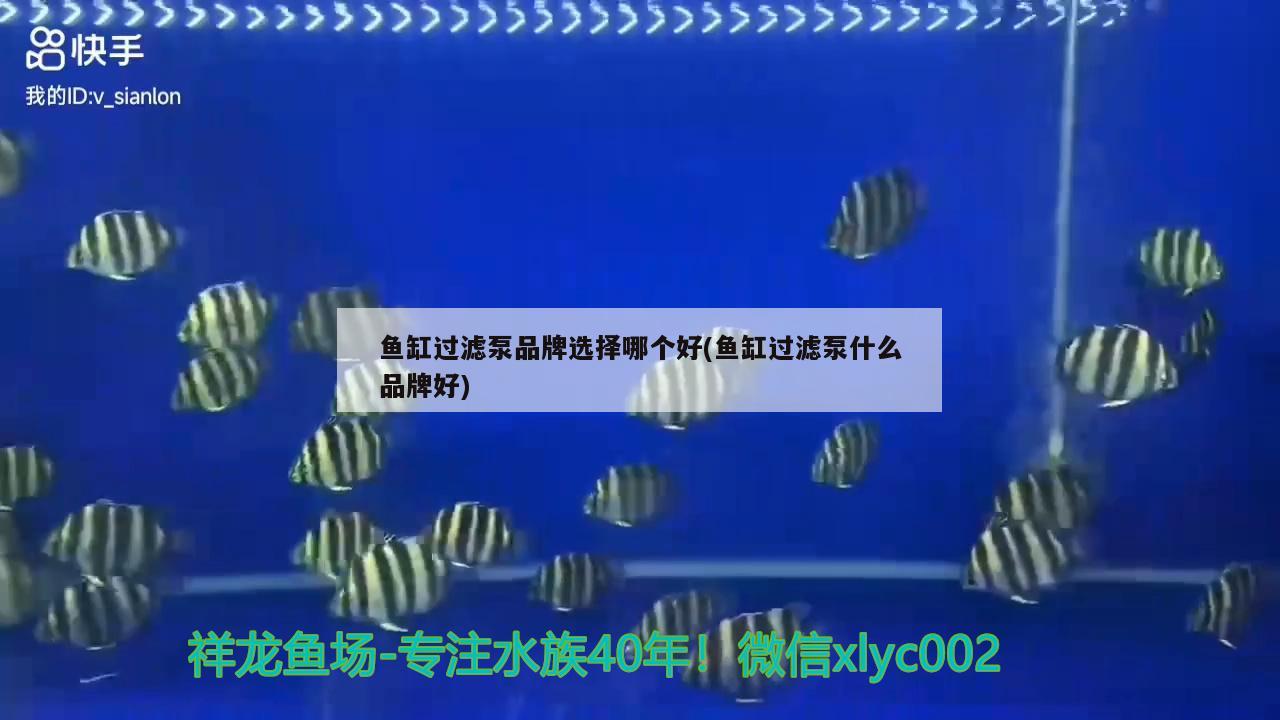 魚缸過濾泵品牌選擇哪個(gè)好(魚缸過濾泵什么品牌好) 過背金龍魚