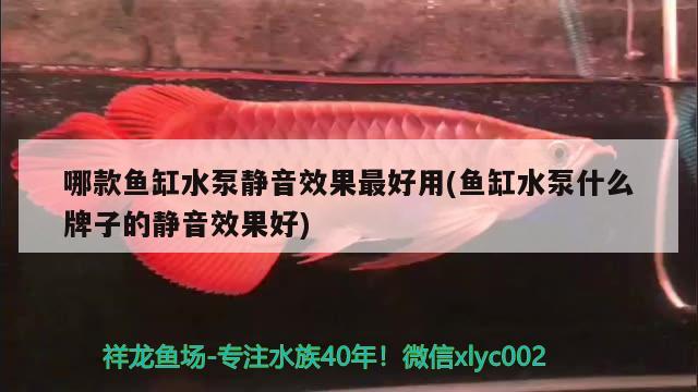 哪款魚缸水泵靜音效果最好用(魚缸水泵什么牌子的靜音效果好)