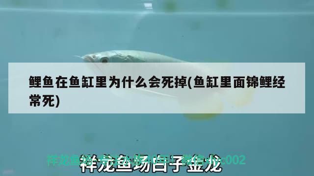 鯉魚在魚缸里為什么會死掉(魚缸里面錦鯉經(jīng)常死)