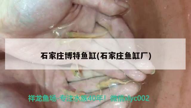 石家莊博特魚缸(石家莊魚缸廠) 博特水族