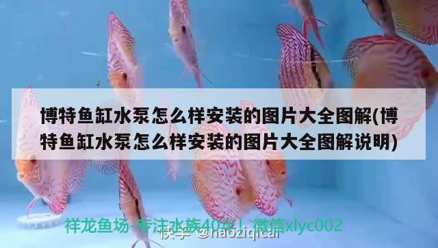 博特魚缸水泵怎么樣安裝的圖片大全圖解(博特魚缸水泵怎么樣安裝的圖片大全圖解說明) 博特水族