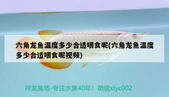 六角龍魚溫度多少合適喂食呢(六角龍魚溫度多少合適喂食呢視頻) 粗線銀版魚