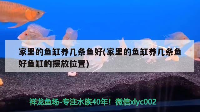 家里的魚缸養(yǎng)幾條魚好(家里的魚缸養(yǎng)幾條魚好魚缸的擺放位置)