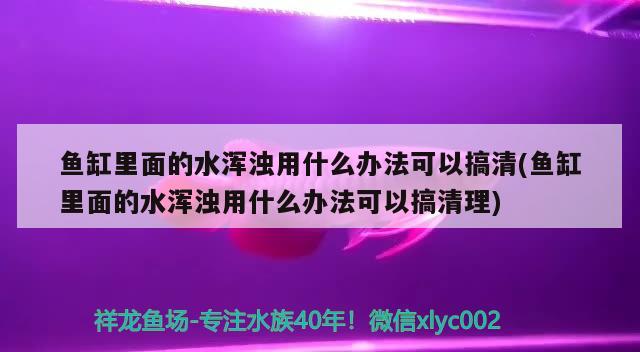 魚缸里面的水渾濁用什么辦法可以搞清(魚缸里面的水渾濁用什么辦法可以搞清理) 大白鯊魚苗