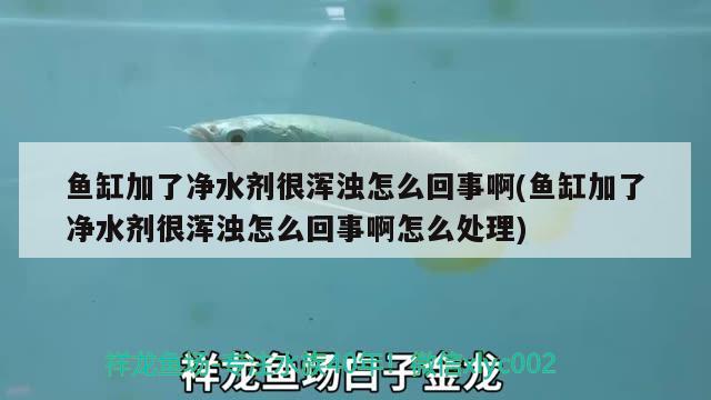 魚缸加了凈水劑很渾濁怎么回事啊(魚缸加了凈水劑很渾濁怎么回事啊怎么處理)