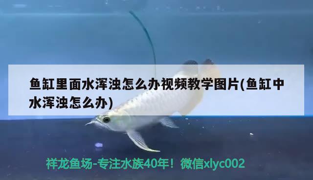 魚缸里面水渾濁怎么辦視頻教學圖片(魚缸中水渾濁怎么辦) 觀賞魚百科