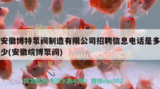 安徽博特泵閥制造有限公司招聘信息電話是多少(安徽皖博泵閥) 博特水族