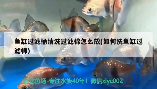 魚缸過濾桶清洗過濾棉怎么放(如何洗魚缸過濾棉) 祥龍進(jìn)口元寶鳳凰魚