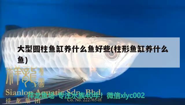 大型圓柱魚缸養(yǎng)什么魚好些(柱形魚缸養(yǎng)什么魚)