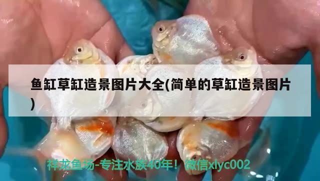 魚缸草缸造景圖片大全(簡單的草缸造景圖片) 白子銀版魚 第1張