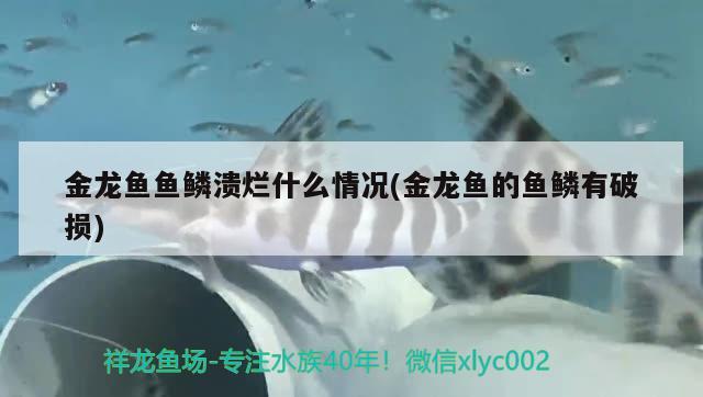 金龍魚魚鱗潰爛什么情況(金龍魚的魚鱗有破損)