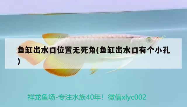 魚缸出水口位置無死角(魚缸出水口有個小孔) 圣菲埃及魚