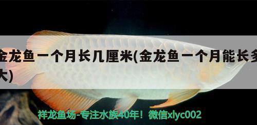 金龍魚一個月長幾厘米(金龍魚一個月能長多大)