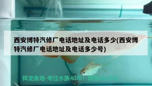 西安博特汽修廠電話地址及電話多少(西安博特汽修廠電話地址及電話多少號) 博特水族