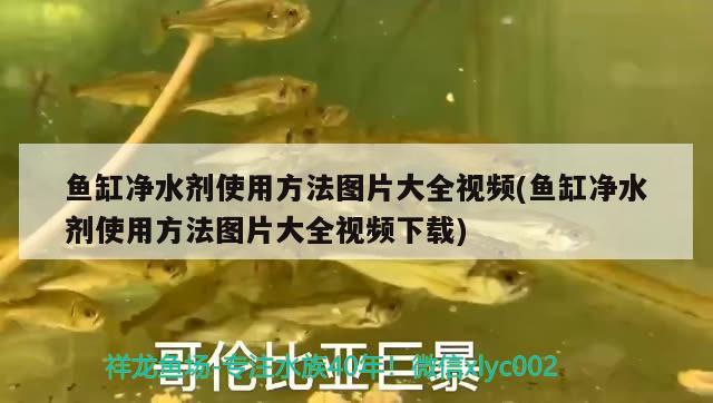 魚缸凈水劑使用方法圖片大全視頻(魚缸凈水劑使用方法圖片大全視頻下載) 翡翠鳳凰魚 第2張