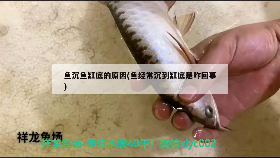 魚沉魚缸底的原因(魚經(jīng)常沉到缸底是咋回事)