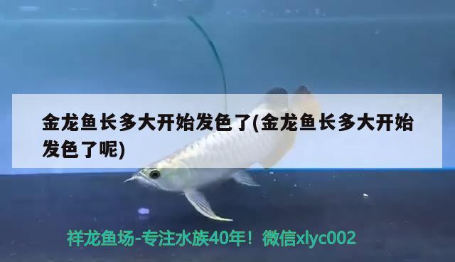 金龍魚長多大開始發(fā)色了(金龍魚長多大開始發(fā)色了呢) 哥倫比亞巨暴魚苗