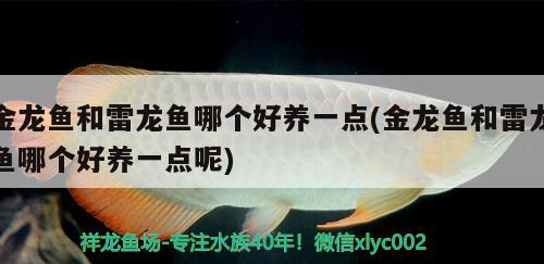 金龍魚(yú)和雷龍魚(yú)哪個(gè)好養(yǎng)一點(diǎn)(金龍魚(yú)和雷龍魚(yú)哪個(gè)好養(yǎng)一點(diǎn)呢)