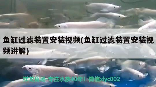 魚缸過濾裝置安裝視頻(魚缸過濾裝置安裝視頻講解) 元寶鳳凰魚