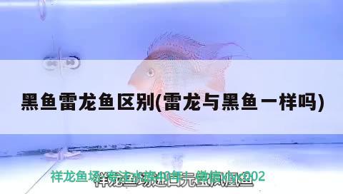 黑魚雷龍魚區(qū)別(雷龍與黑魚一樣嗎)