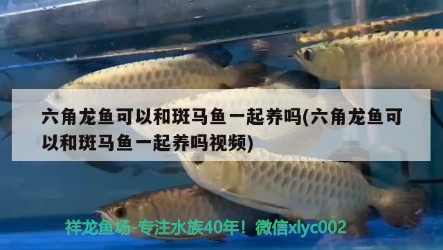 六角龍魚(yú)可以和斑馬魚(yú)一起養(yǎng)嗎(六角龍魚(yú)可以和斑馬魚(yú)一起養(yǎng)嗎視頻)