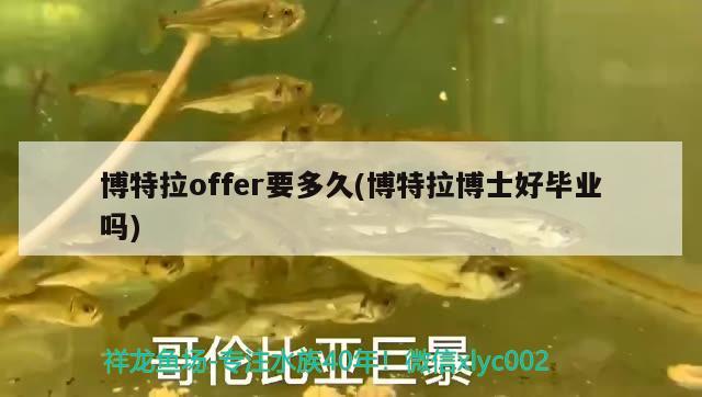 博特拉offer要多久(博特拉博士好畢業(yè)嗎) 博特水族