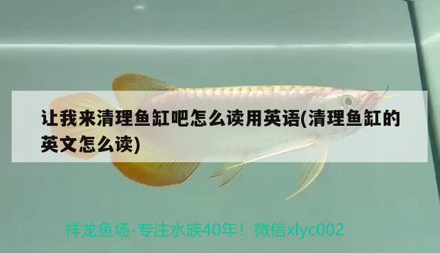 讓我來清理魚缸吧怎么讀用英語(清理魚缸的英文怎么讀) 觀賞龜/鱉飼料