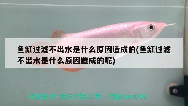 魚(yú)缸過(guò)濾不出水是什么原因造成的(魚(yú)缸過(guò)濾不出水是什么原因造成的呢)