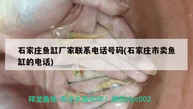 石家莊魚缸廠家聯(lián)系電話號碼(石家莊市賣魚缸的電話)