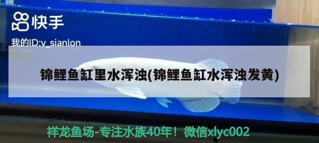 錦鯉魚缸里水渾濁(錦鯉魚缸水渾濁發(fā)黃) 黃金鴨嘴魚