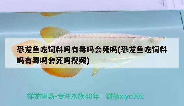 恐龍魚吃飼料嗎有毒嗎會(huì)死嗎(恐龍魚吃飼料嗎有毒嗎會(huì)死嗎視頻)