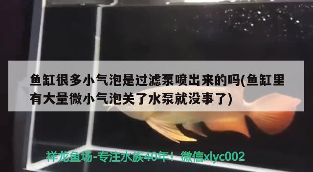 魚缸很多小氣泡是過濾泵噴出來的嗎(魚缸里有大量微小氣泡關了水泵就沒事了) 泰龐海蓮魚