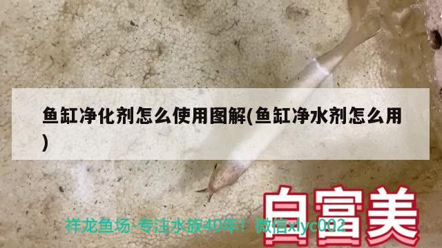 魚缸凈化劑怎么使用圖解(魚缸凈水劑怎么用) 福魟魟魚