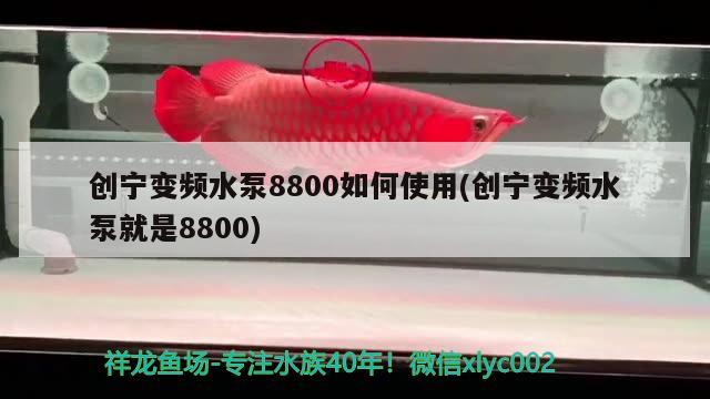 創(chuàng)寧變頻水泵8800如何使用(創(chuàng)寧變頻水泵就是8800) 創(chuàng)寧水族