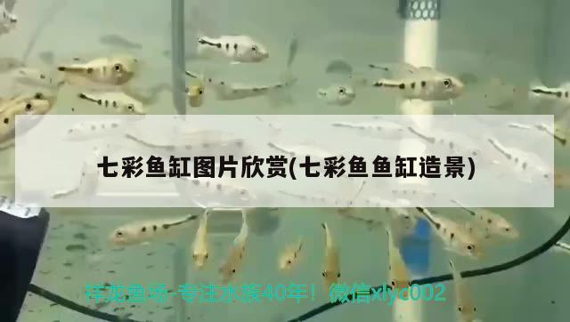 七彩魚缸圖片欣賞(七彩魚魚缸造景)